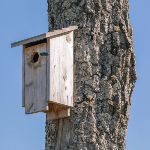 vogelhuis gatgrootte