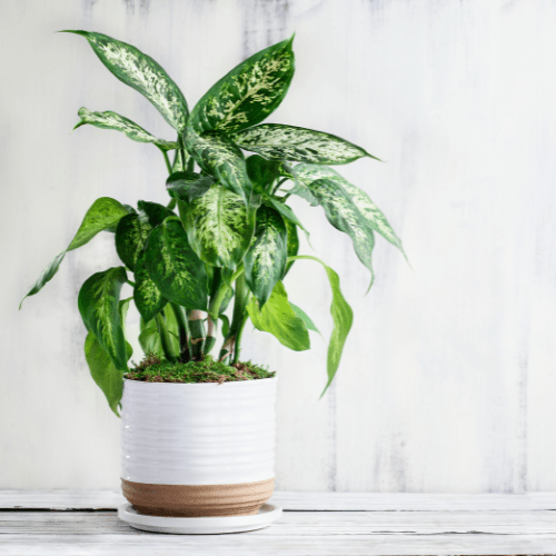 dieffenbachia verzorgen