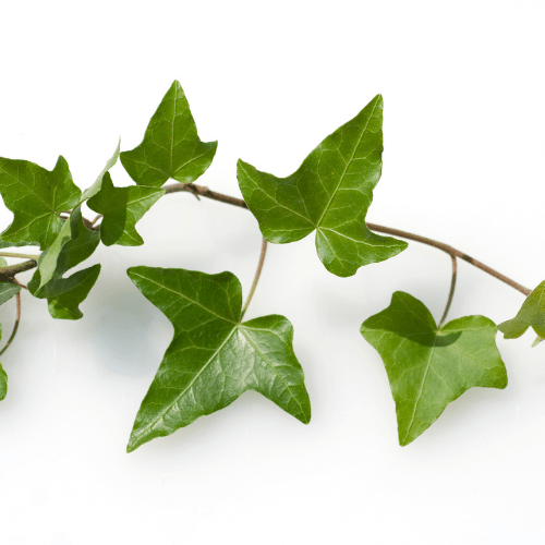 hedera helix blad