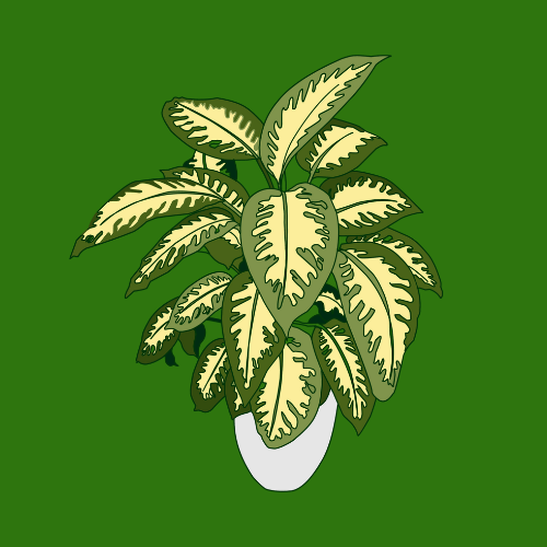 verzorging dieffenbachia