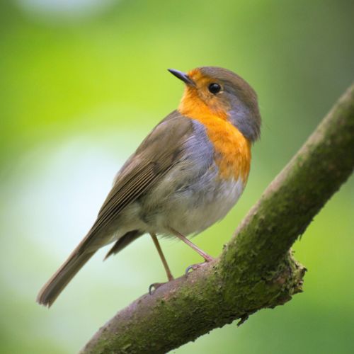 waar vogelhuisje ophangen