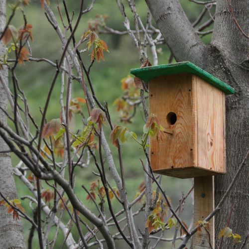 wanneer vogelhuisje ophangen