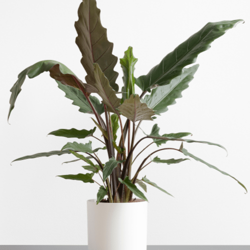 Alocasia Lauterbachiana verzorging