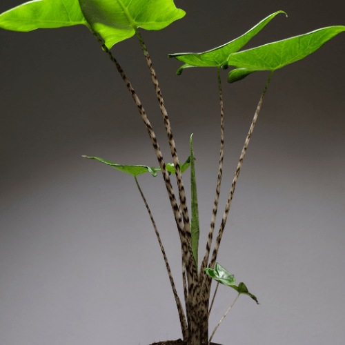 Alocasia Zebrina