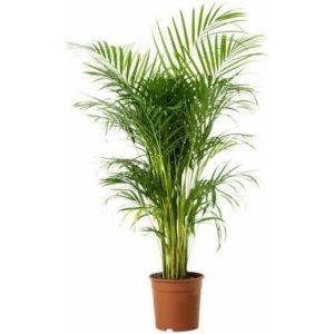Areca Dypsis Lutescens palm 95cm↑ Potmaat Ø19cm Kamerplant