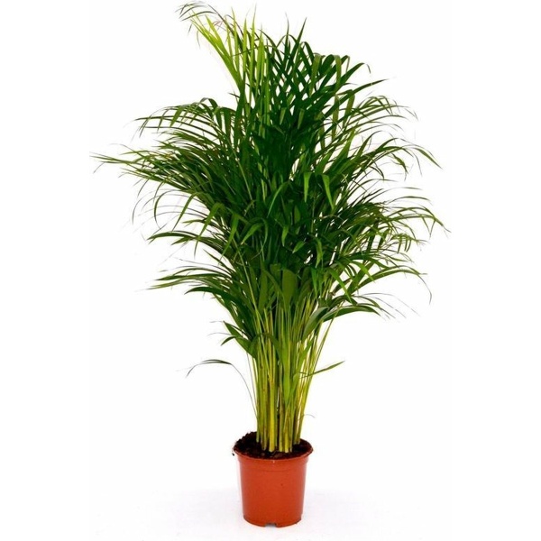 Areca Palm Dypsis Chrysalidocarpus Lutescens Goudpalm 130cm↑ Potmaat Ø24cm Kamerplant
