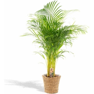 Areca Palm met mand - Goudpalm, Dypsis Lutescens - 120cm hoog, ø21cm - Grote Kamerplant - Tropische palm - Luchtzuiverend - Vers van de kwekerij