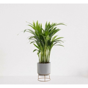 Areca in luxe sierpot Emma Grijs - luchtzuiverende kamerplant - eenvoudig te onderhouden Goudpalm - ↕35-50cm - Ø13 - geleverd met plantenpot - vers uit de kwekerij