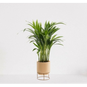 Areca in luxe sierpot Emma Vanille - luchtzuiverende kamerplant - eenvoudig te onderhouden Goudpalm - ↕35-50cm - Ø13 - geleverd met plantenpot - vers uit de kwekerij
