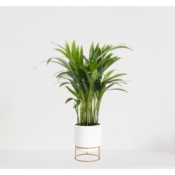 Areca in luxe sierpot Emma Wit - luchtzuiverende kamerplant - eenvoudig te onderhouden Goudpalm - ↕35-50cm - Ø13 - geleverd met plantenpot - vers uit de kwekerij