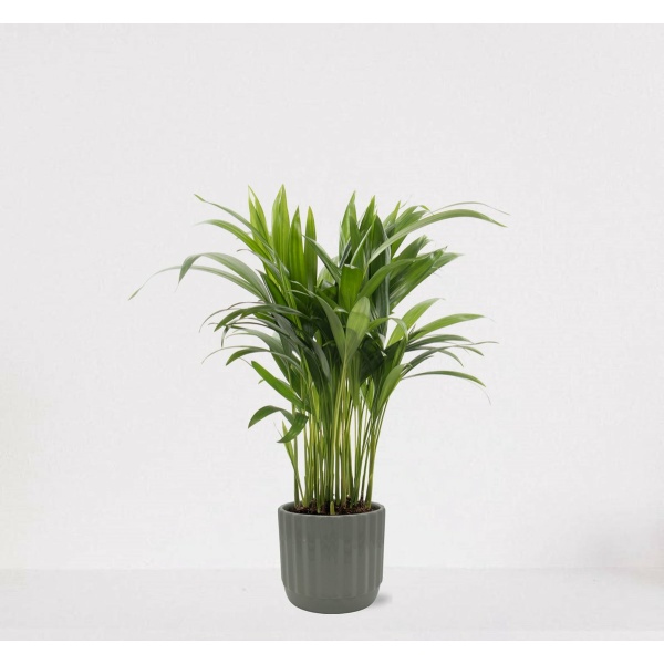 Areca in luxe sierpot Liam Grijs - luchtzuiverende kamerplant - eenvoudig te onderhouden Goudpalm - ↕35-50cm - Ø13 - geleverd met plantenpot - vers uit de kwekerij