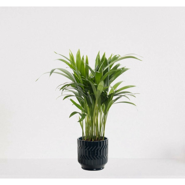 Areca in sierpot Jacky Donker Blauw - luchtzuiverende kamerplant - eenvoudig te onderhouden Goudpalm - 35-50cm - Ø13 - geleverd met plantenpot - vers uit de kwekerij