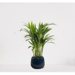 Areca in sierpot Livia Donker Blauw - luchtzuiverende kamerplant - eenvoudig te onderhouden Goudpalm - 35-50cm - Ø15 - geleverd met plantenpot - vers uit de kwekerij