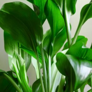 Aspidistra