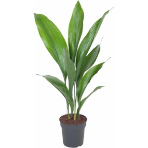 Aspidistra ↨ 60cm - hoge kwaliteit planten