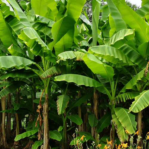 Bananenplant verzorging