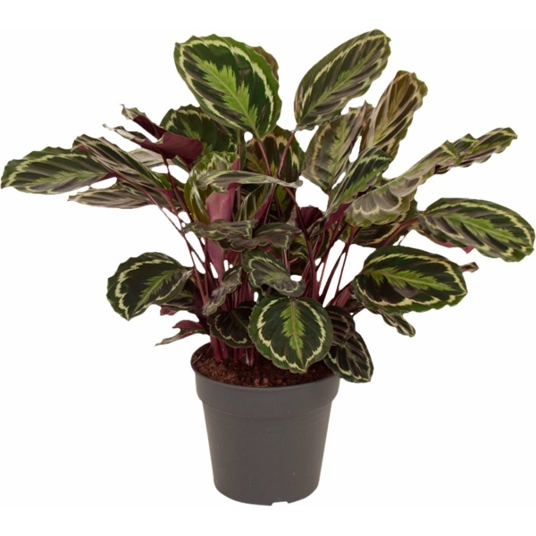 Calathea Medaillon