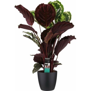 Calathea Medaillon met Elho brussels living black ↨ 70cm - hoge kwaliteit planten