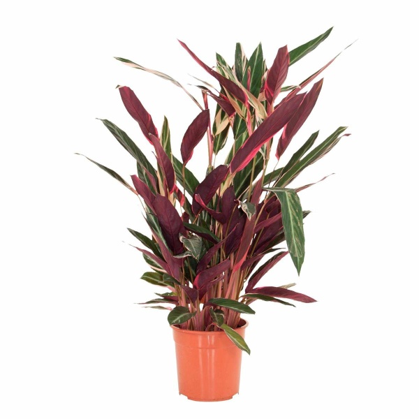 Calathea Stromanthe Triostar - 70cm