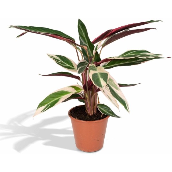 Calathea Triostar - Ø19 - 70cm - Pauwenplant