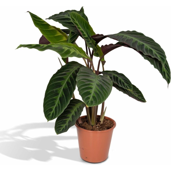 Calathea Warscewiczii - Ø19 - 70cm - Pauwenplant