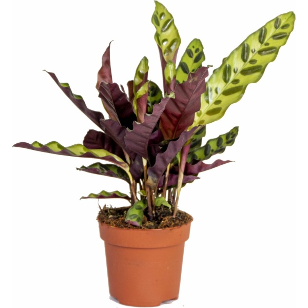 Calathea 'aanzienlijk' | Pauwenplant - Kamerplant de kwekerspot ⌀12 cm - cm ↕25-35