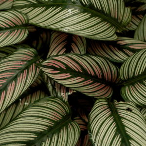 Calathea