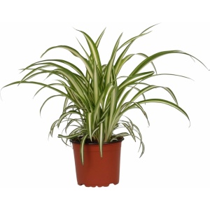 Chlorophytum comosum 'Variegatum' ↨ 25cm - hoge kwaliteit planten