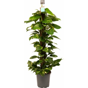 Decorum Scindapsus Mosstok 120 cm - Kap Scindapsus - Groene Plant- Hoogte 120 cm