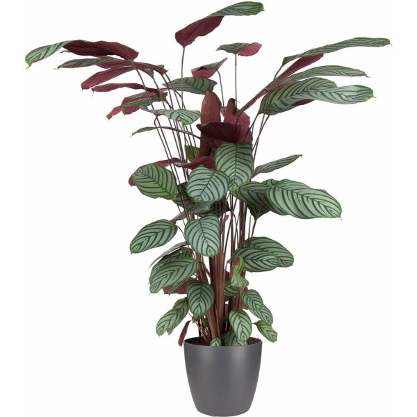 Goed & Groen - Calathea Oppenheimiana (in ELHO Brussels Rond Antraciet) - XL -↨ 130cm - Potmaat 27 - Exclusieve Kwaliteit Planten - Kamer Plant - Kamerplanten - Sfeer - Interieur