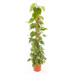 Goed & Groen - Epipremnum Pinnatum (mosstok) - Scindapsus - XL -↨ 150cm - Potmaat 27 - Exclusieve Kwaliteit Planten - Kamer Plant - Kamerplanten - Sfeer - Interieur