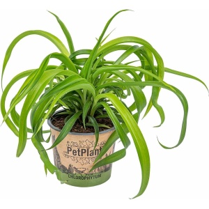 Graslelie | Chlorophytum 'Green Bonnie' per stuk - PetFriendly - Kamerplant ⌀12 cm - ↕25 cm