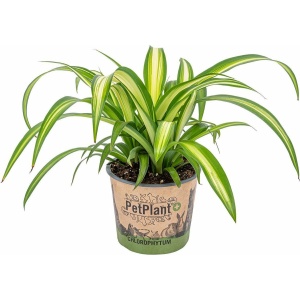 Graslelie | Chlorophytum 'Hawaiian' per stuk - PetFriendly - Kamerplant ⌀12 cm - ↕25 cm