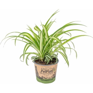 Graslelie | Chlorophytum 'Variegatum' per stuk - PetFriendly - Kamerplant ⌀12 cm - ↕25 cm