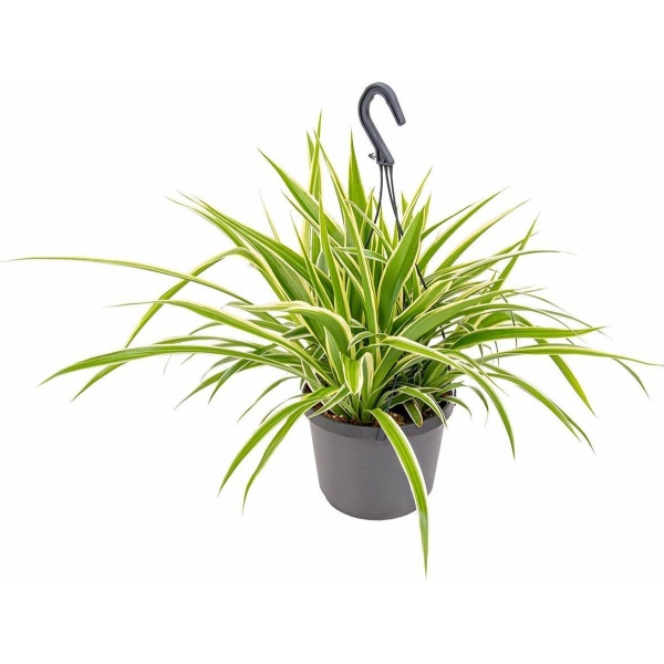 Graslelie in Hangpot per stuk | Chlorophytum 'Variegatum' - Kamerplant ⌀18 cm - ↕40-45 cm