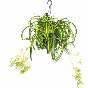 Graslelie in hangpot | Chlorophytum 'Green Bonnie' per stuk - Kamerplant ⌀17 cm - ↕20 cm