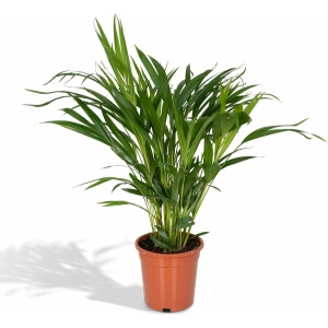 Hello Plants Dypsis Lutescens - Ø 17 cm - Hoogte: 60 cm - Areca Palm Kamerpalm