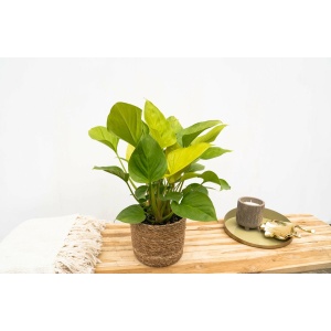 Homalomena Lemon Lime - 30cm