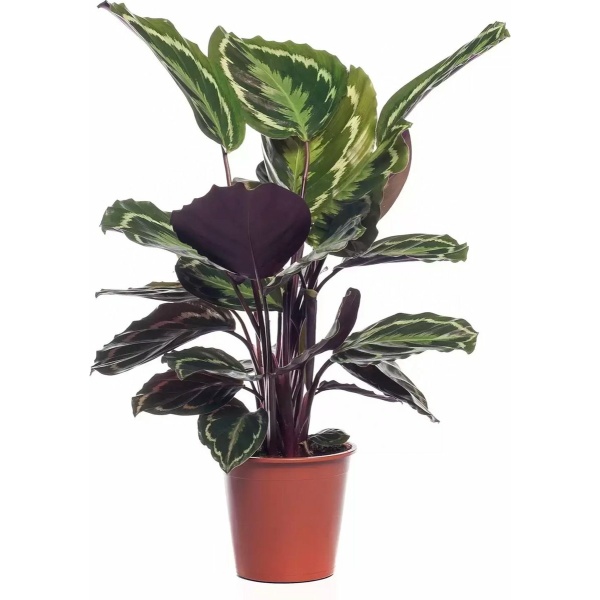 KAMERPLANT CALATHEA MEDALLION