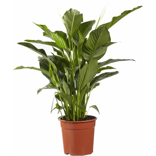 Lepelplant Spathiphyllum Sweet Lauretta