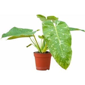 PLNTS - Philodendron Jose Buono - Kamerplant - Kweekpot 15 cm - Hoogte 20 cm