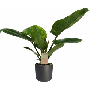 Philodendron Imperial Green Feel Green met Elho B.for soft antracite ↨ 45cm - hoge kwaliteit planten