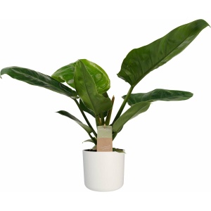 Philodendron Imperial Green Feel Green met Elho B.for soft white ↨ 45cm - hoge kwaliteit planten