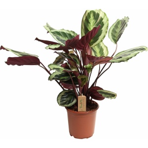 Plant in a Box - Calathea Marion - Luchtzuiverende kamerplant - Pot 21cm - Hoogte 60-70cm