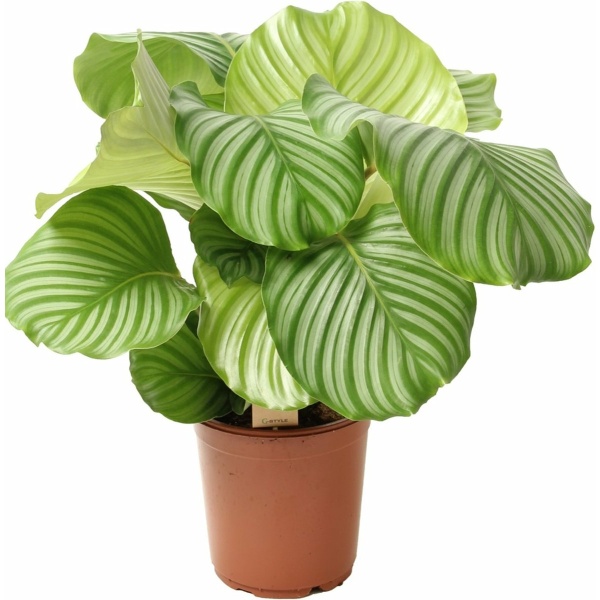 Plant in a Box - Calathea Orbifolia - Kamerplant - Pauwenplant - Pot 21cm - Hoogte 55-60cm