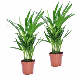 Plant in a Box - Dypsis Lutescens - Areca Goudpalm - Set van 2 - Luchtzuiverende kamerplant met glanzende groene bladeren - Pot 12cm - Hoogte 30-45cm