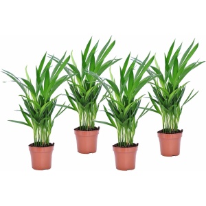 Plant in a Box - Dypsis Lutescens - Areca Goudpalm - Set van 4 - Luchtzuiverende kamerplant met glanzende groene bladeren - Pot 12cm - Hoogte 30-45cm