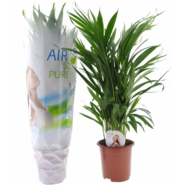 Plant in a Box - Dypsis Lutescens Areca palmen - Pot 17cm - Hoogte 60-70cm - Kamerplanten - Goudpalm - Luchtzuiverend