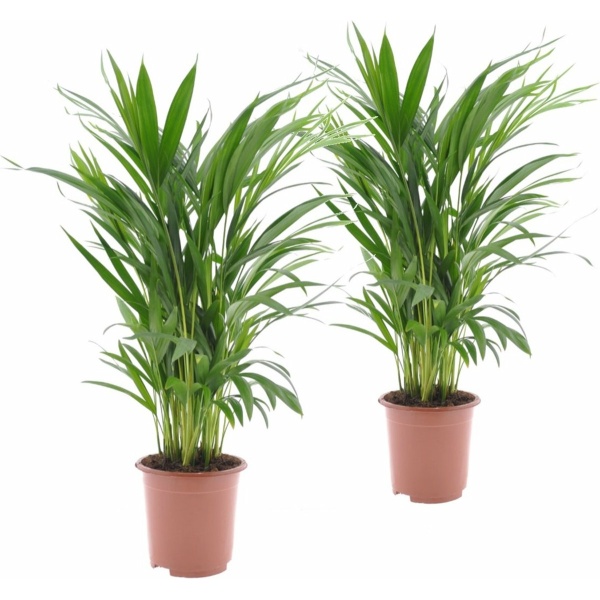 Plant in a Box - Dypsis Lutescens Areca palmen - Set van 2 - Pot 17cm - Hoogte 60-70cm - Kamerplanten - Goudpalm - Luchtzuiverend