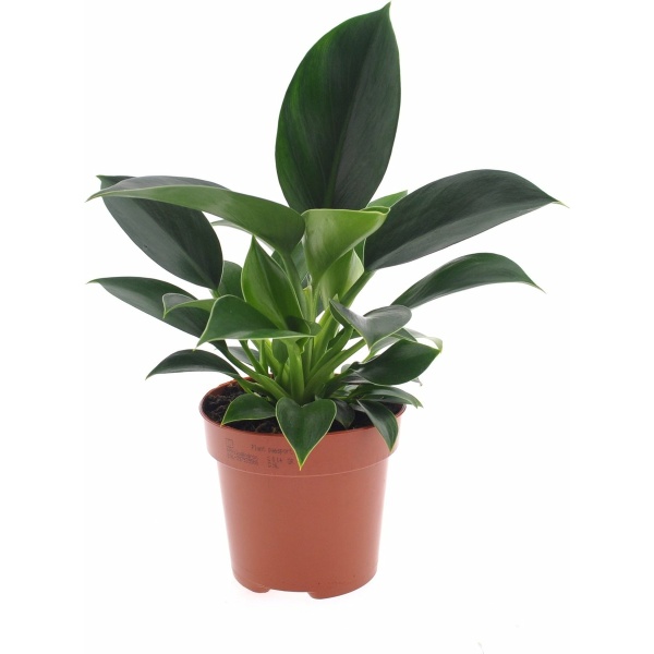 Plant in a Box - Philodendron Green Princess - Sterke kamerplant - Groene glanzende bladeren - Pot 12cm - Hoogte 20-30cm